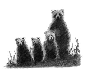 Ours fusain