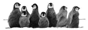 Pingouins fusain